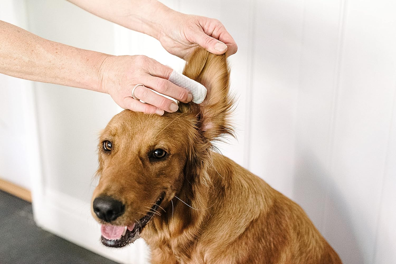 Pet Wiz Ear Wipes for Dogs & Cats. Clean, Soothe & Deodorise with Natural Active Ingredients Aloe Vera, Witch Hazel, Tea Tree Oil and Blue Chamomile Extract.