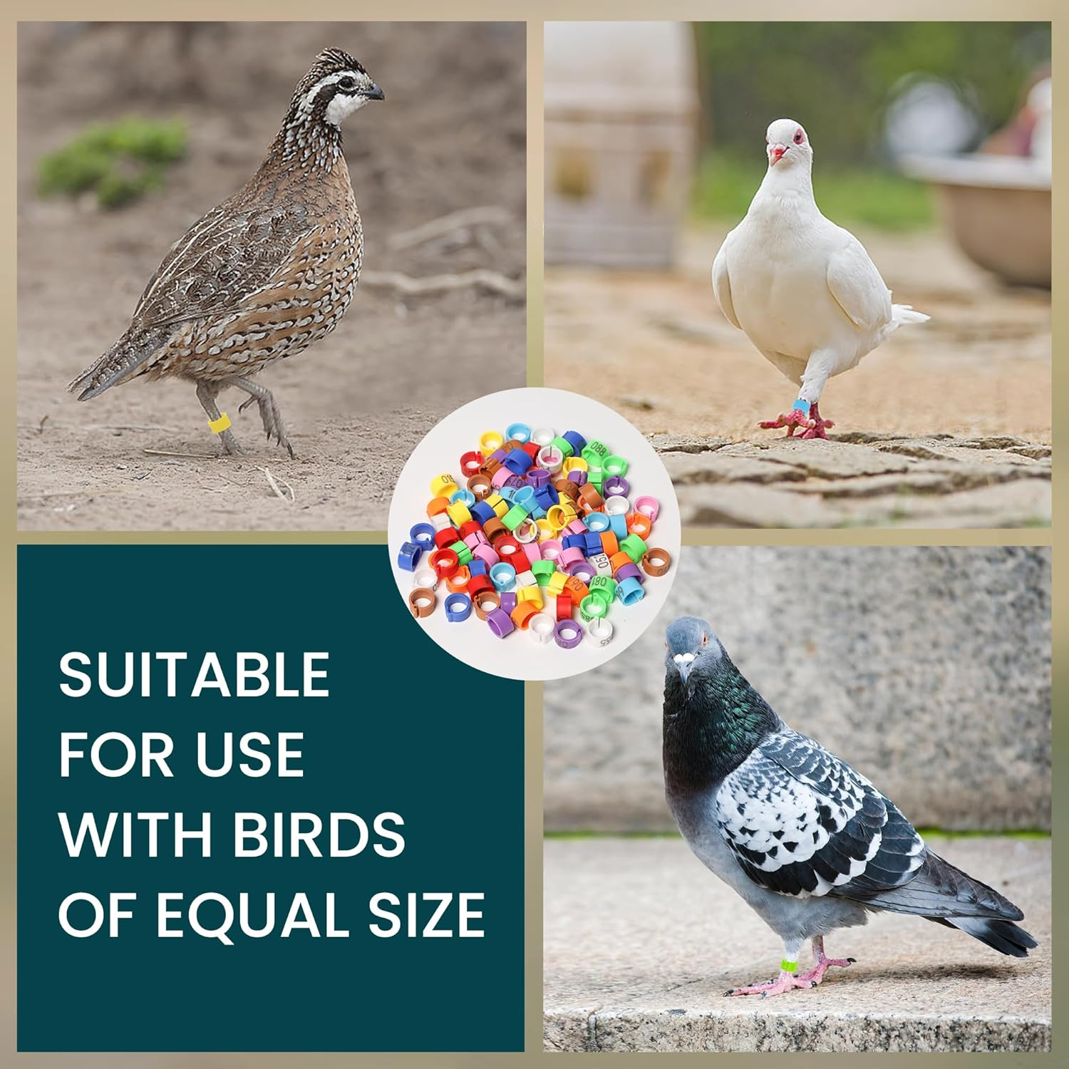 Pigeon Foot Rings，Colorful Readable Numbered Bird Identification Leg Bands 100 Pcs image number 1