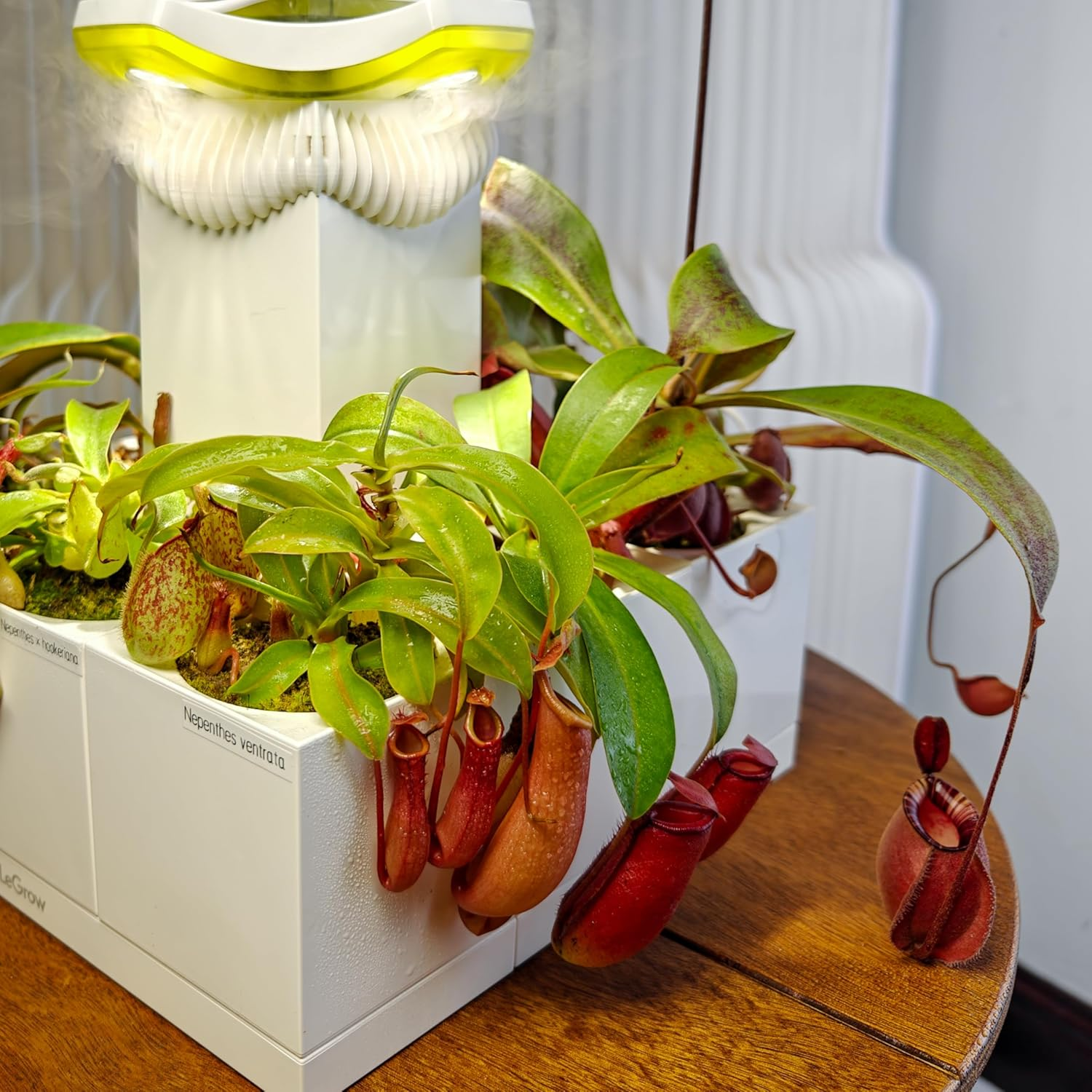 Legrow Nepenthes Terrarium System &ndash; Pitcher Plant Planter with LED Grow Light & Humidifier, Self-Watering Indoor Carnivorous Plant Setup &ndash; No Live Plant, Beginner Friendly