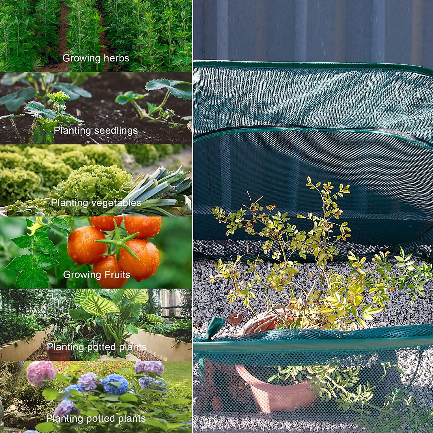 ANC POP 3 Pack Pop up Mesh Plant Cover, Plant Protector for Raised Garden & Flower Bed, Net Cage Plant Guard for Fruits, Vegetables, Seedlings and Herbs, 8 Ground Stakes for Fixing. image number 5