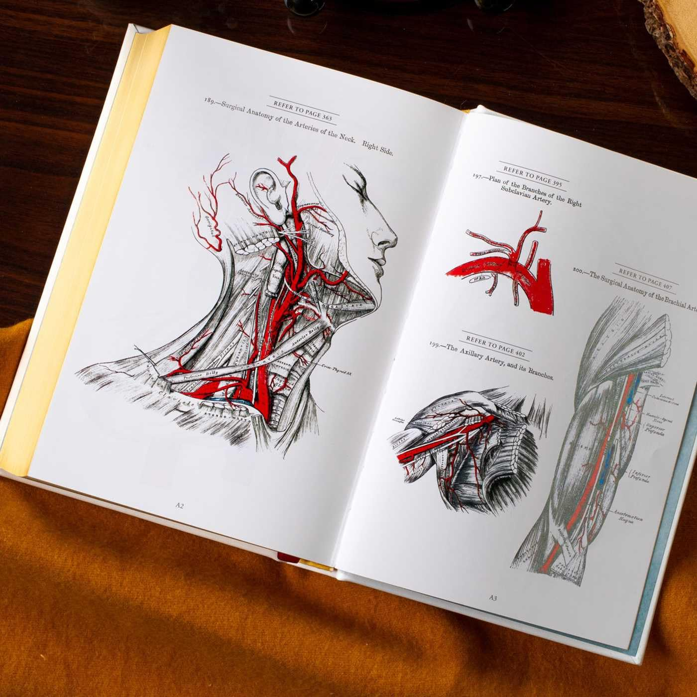 Gray'S Anatomy: Anatomy Descriptive and Surgical image number 4