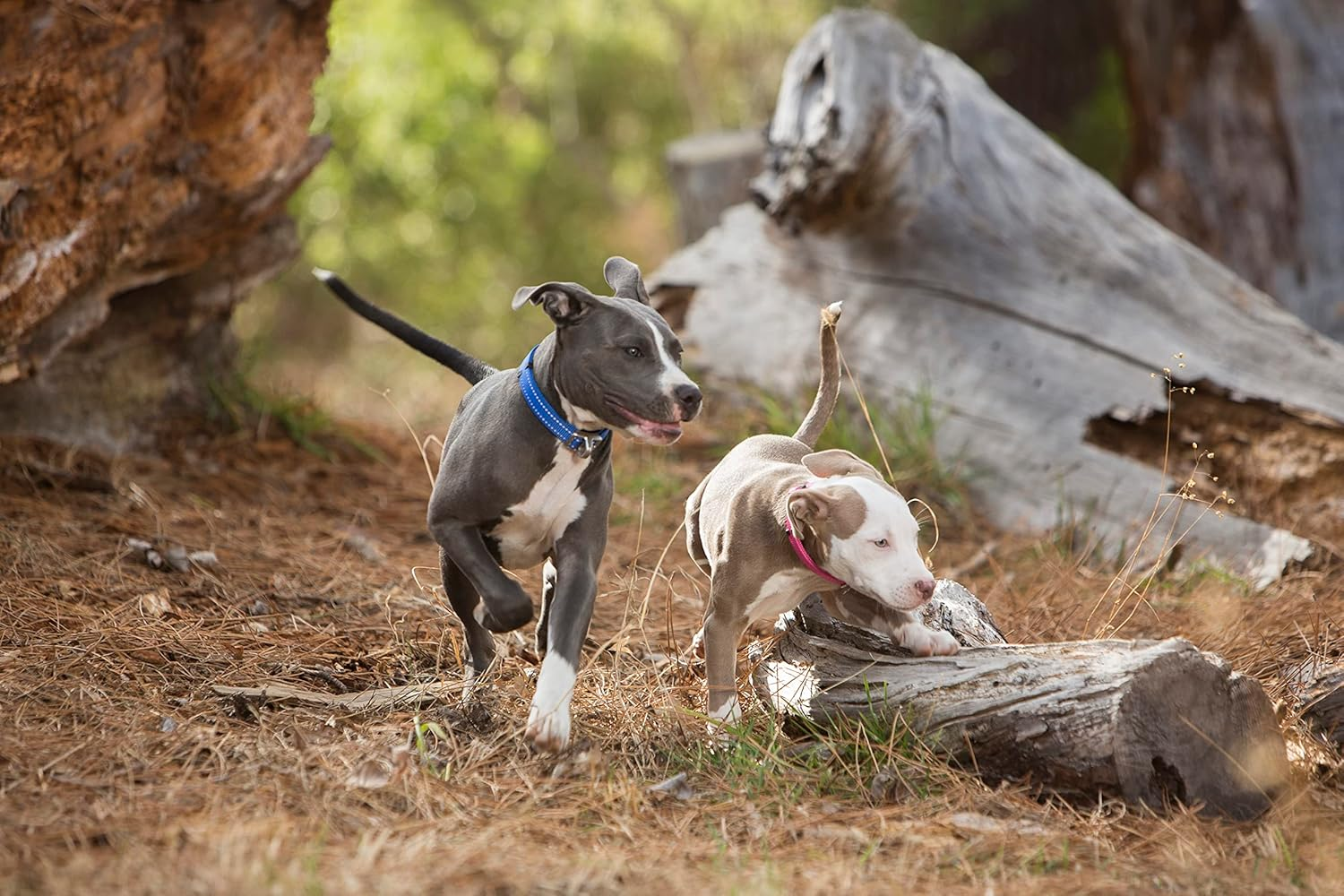 Rogz Quick Fit Stretch Escape Safety Dog Collar Pink Extra Large