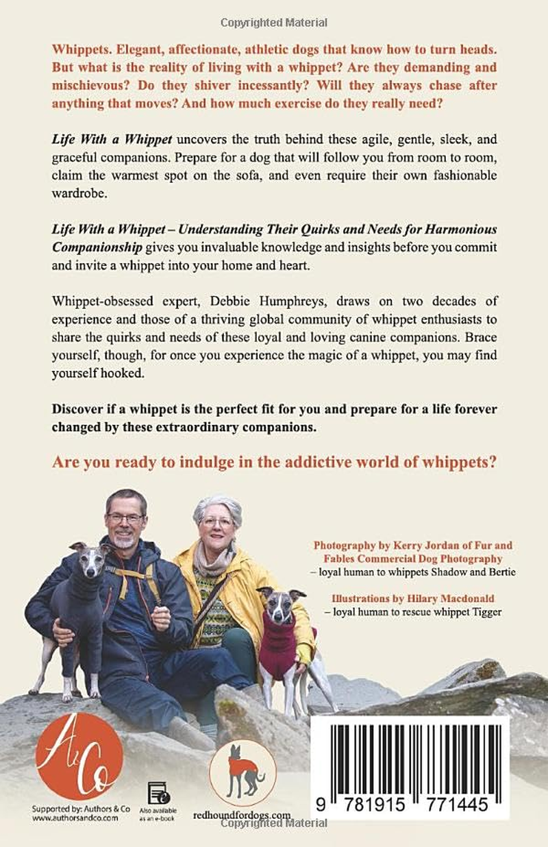 Life with a Whippet: Understanding Their Quirks and Needs for Harmonious Companionship image number 1