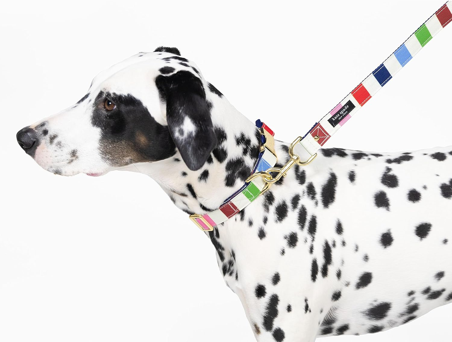 Kate Spade New York Cute Dog Collar, Gold Metal Buckle Dog Collar, 15.5" to 24" Adjustable Dog Collar for Female or Male Dogs, Stylish Dog Collar for Medium and Large Breeds (Adventure Stripe) image number 4