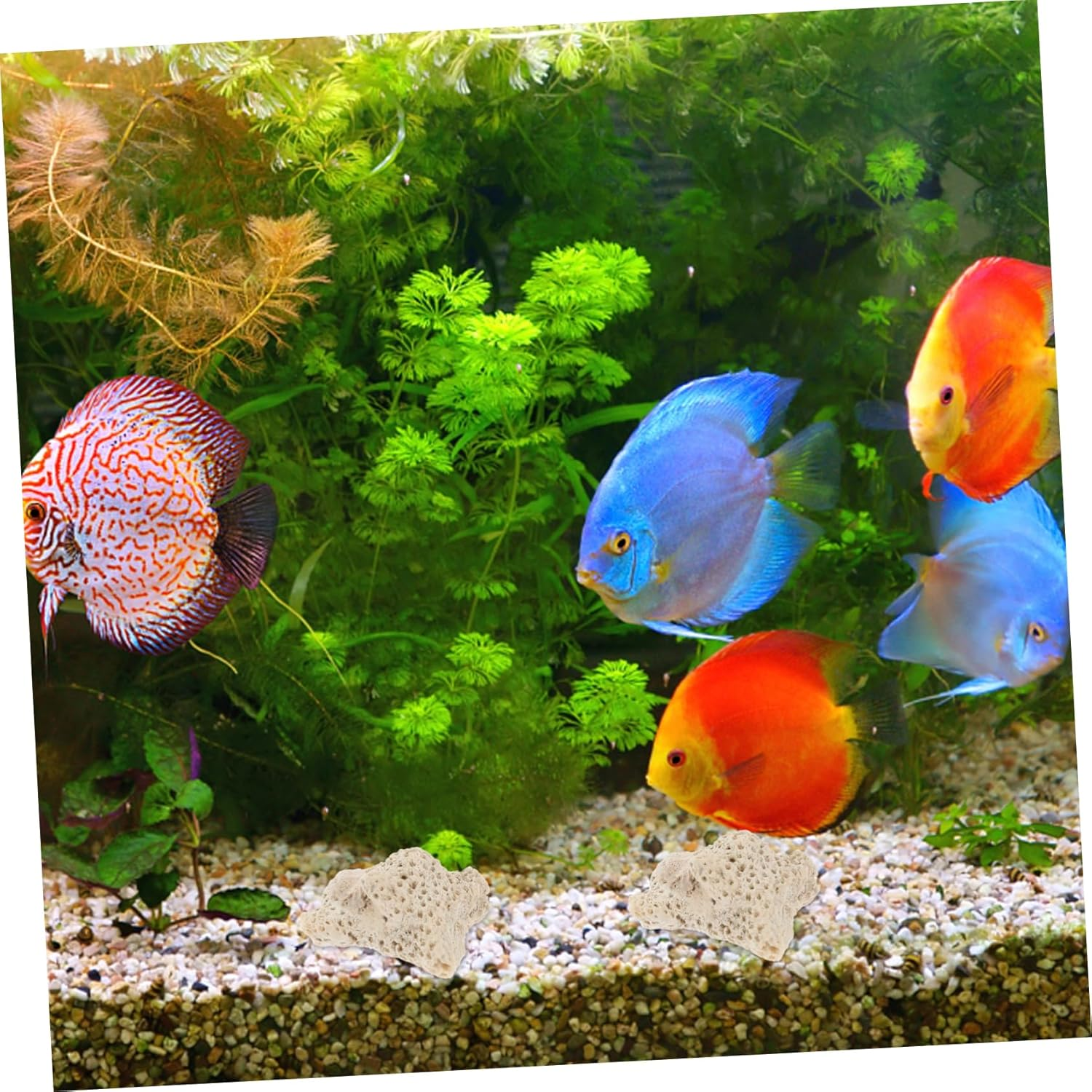 ERINGOGO 1 Crushed Coral Material Pond Sand Fish Water Cleaner Aquarium Crushed Aquarium Coral Feeder Aquarium Aquarium Test Kit Canister UV Torch Sponge Aquariums image number 3