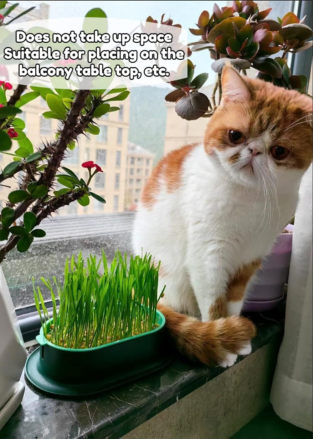 Cat Grass Planter Plastic Grass Box for Indoor Cat Grass,Practical Soil Free Growing Containers (Pink2) - Pink1 image number 5