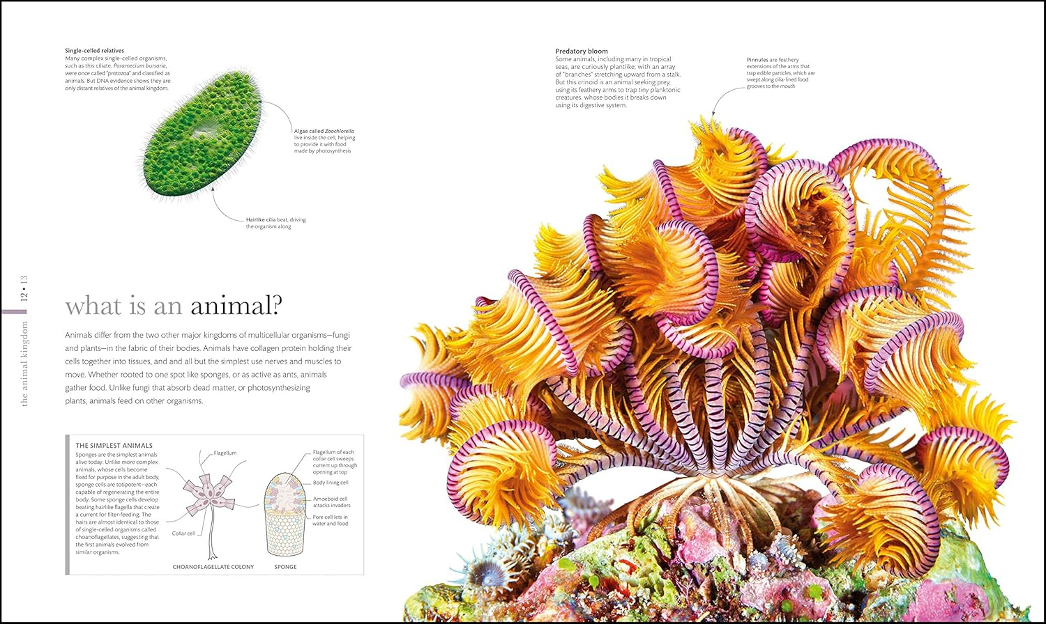 Zoology: inside the Secret World of Animals