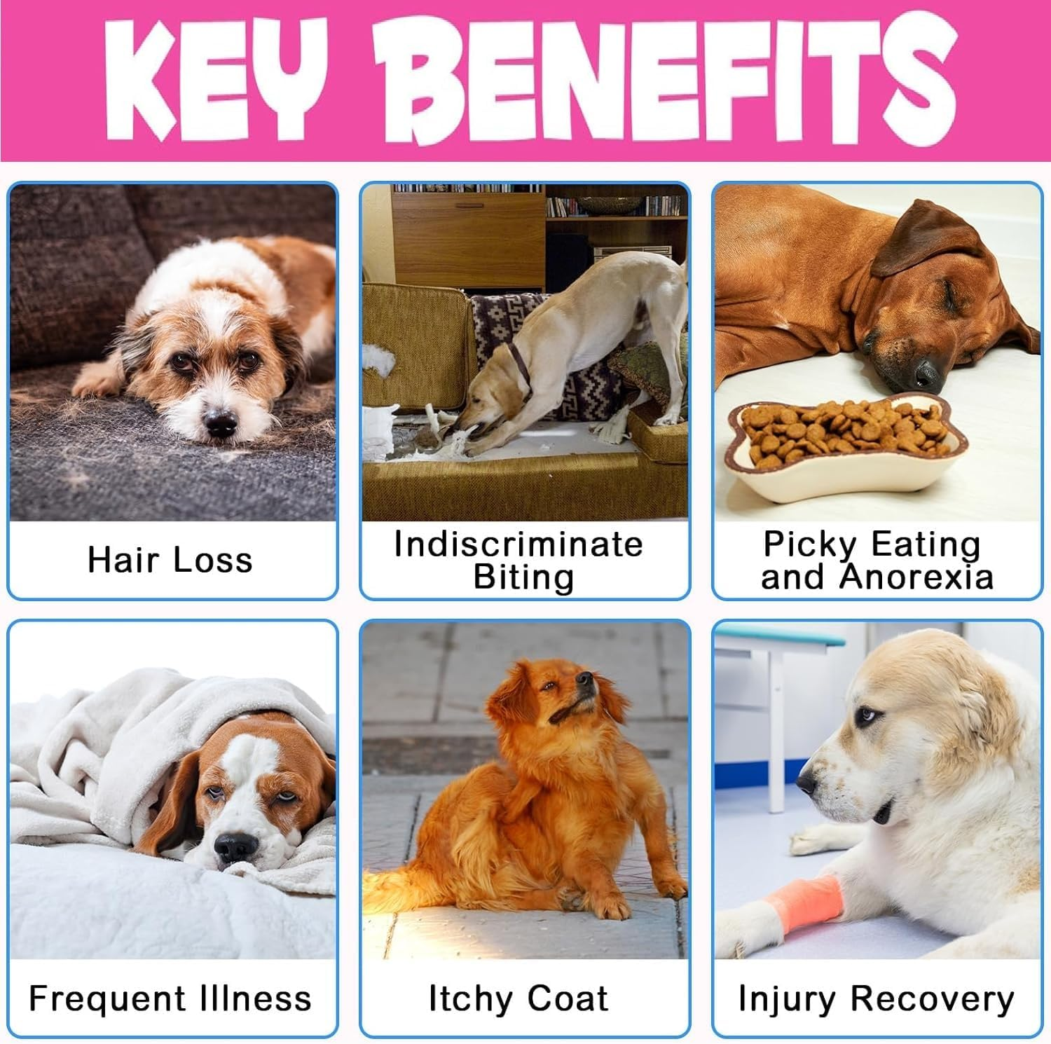 Collagen for Dogs - Itch Relief Allergies - Skin Coat Joint Health - Collagen Biotin MSM Ginger Vitamin C - Digestive & Immunity Support - Supplement with Bacon Flavor, 60Ml image number 2