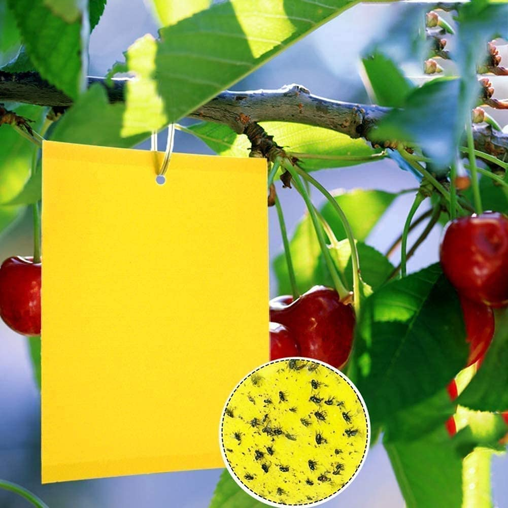 20 Pack Dual-Sided Yellow Sticky Traps for Capturing Flying Plant Insects like Fungus Gnats, Flying Aphid, Whiteflies, Leaf Miners, Other Flying Plant Insects image number 6