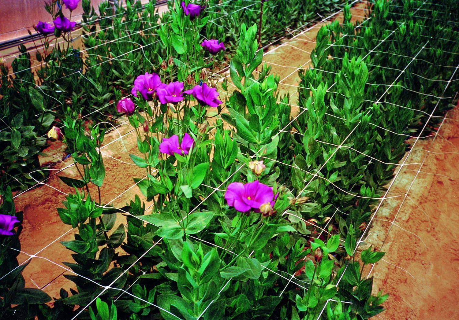 Tenax 100521793 Hortonova SM Plant Trellis Net, 48" X 328' White image number 3