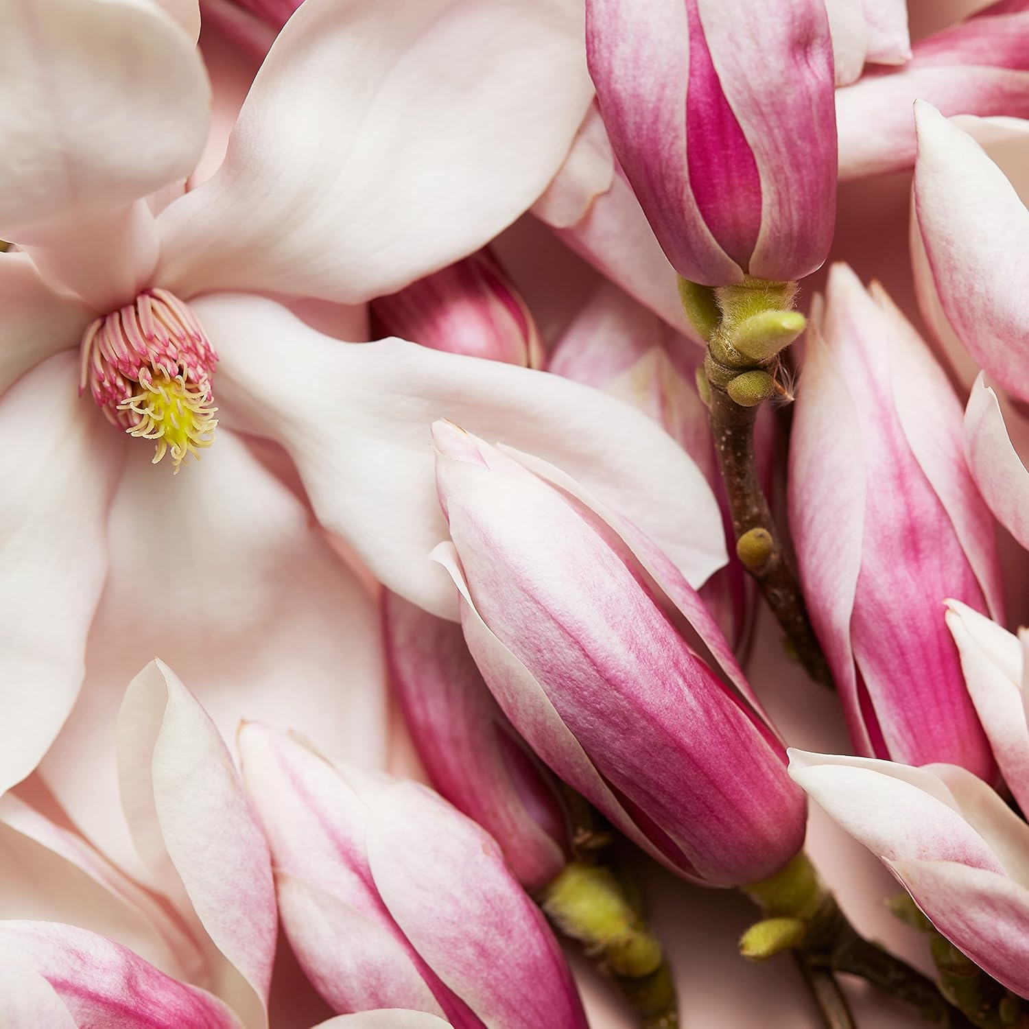 Esacada Escada Celebrate N.O.W Eau De Parfum for Women, 80Ml image number 2