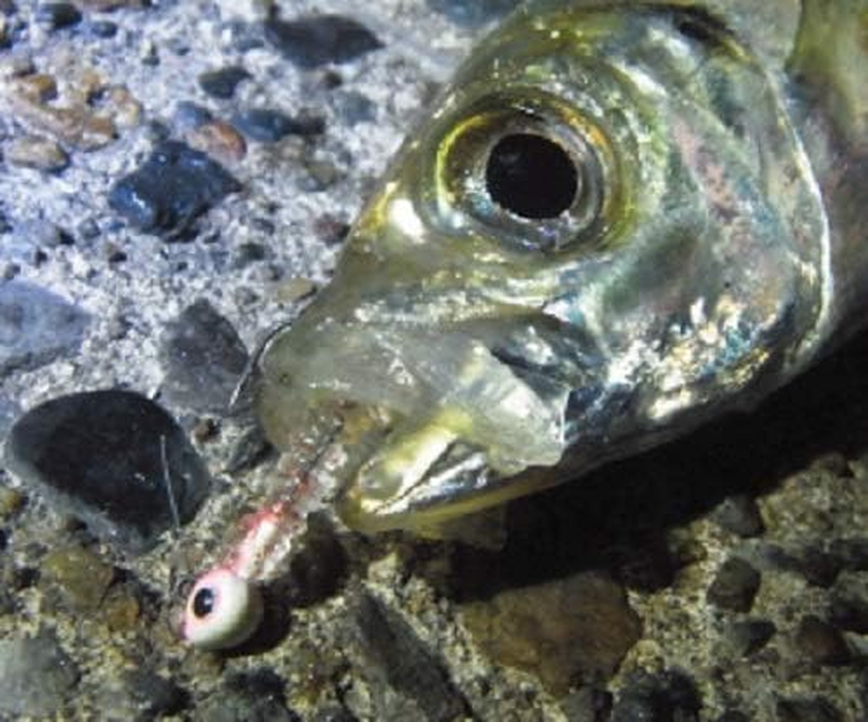 ダイワ(DAIWA) メバル/アジ ジグヘッド 月下美人SWライトジグヘッドSS 各種 image number 6