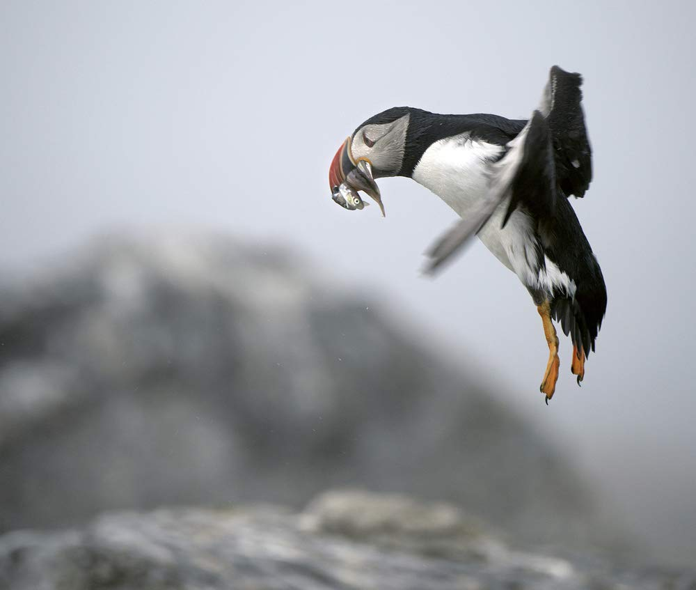 The Puffin Plan: Restoring Seabirds to Egg Rock and Beyond image number 2