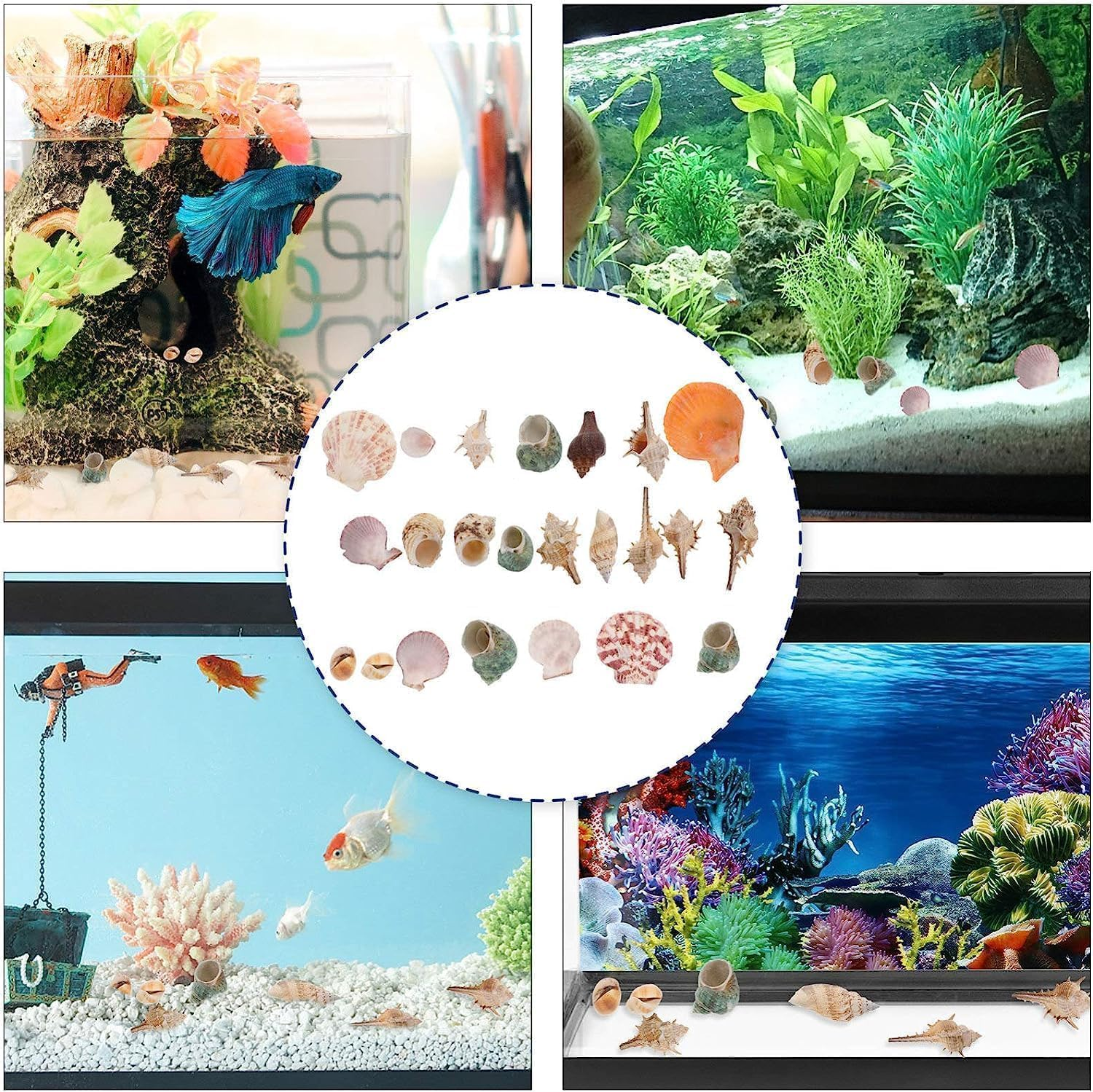 Mumoo Bear 200G Sea Shells Bulk Mixed Ocean Beach Seashells for Kids, Various Sizes Natural Sea Shell for Crafts, Home Decorations, Beach Theme Party, Wedding Decor, DIY Crafts, Crafting Shells image number 4