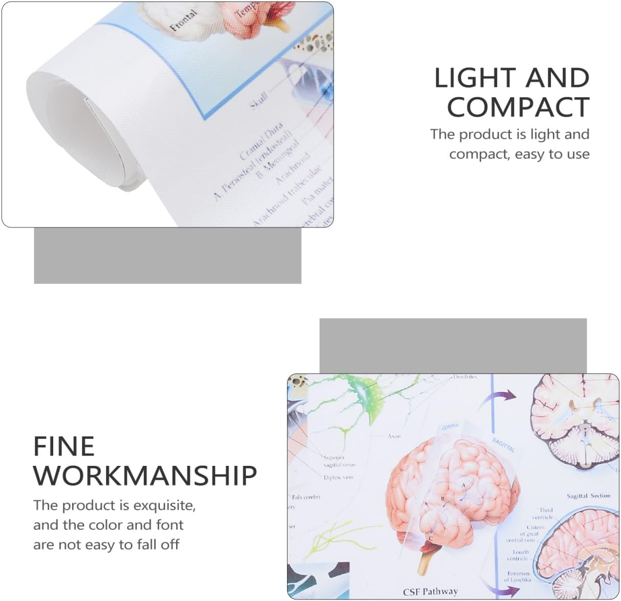 Healvian Anatomical Poster of Human Brain Anatomy Chart Educational Medical Poster for Laboratories Schools and Classrooms High-Grade Material for Long-Lasting Use