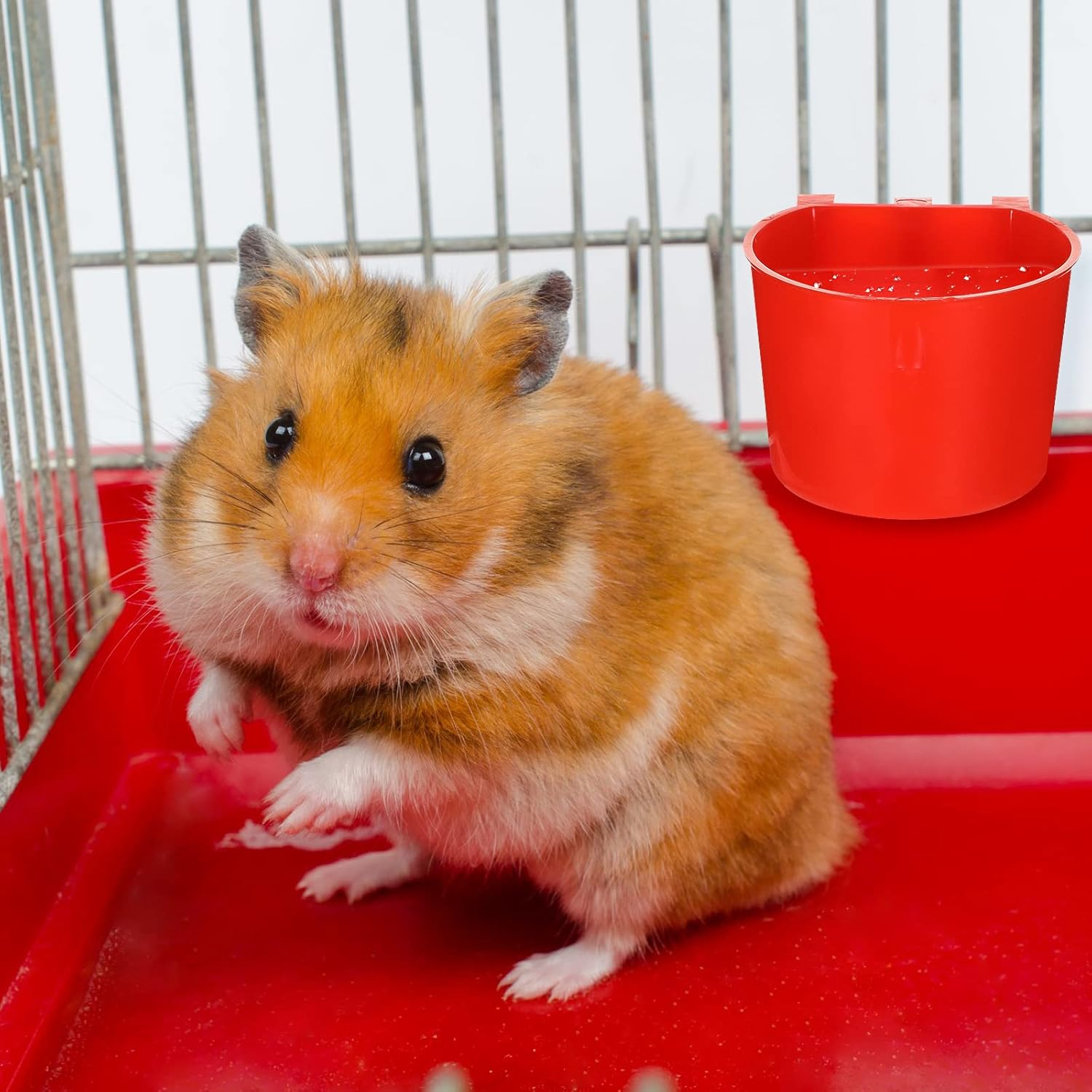 30 Pcs Cage Cups Birds Feeders Bird Water Dispenser Hanging Quail Waterer Plastic Chicken Feeding Watering Dish for Small Coop Parrot Parakeet PET Poultry Pigeon Gamefowl Food Seed Bowl Supplies, Red image number 5