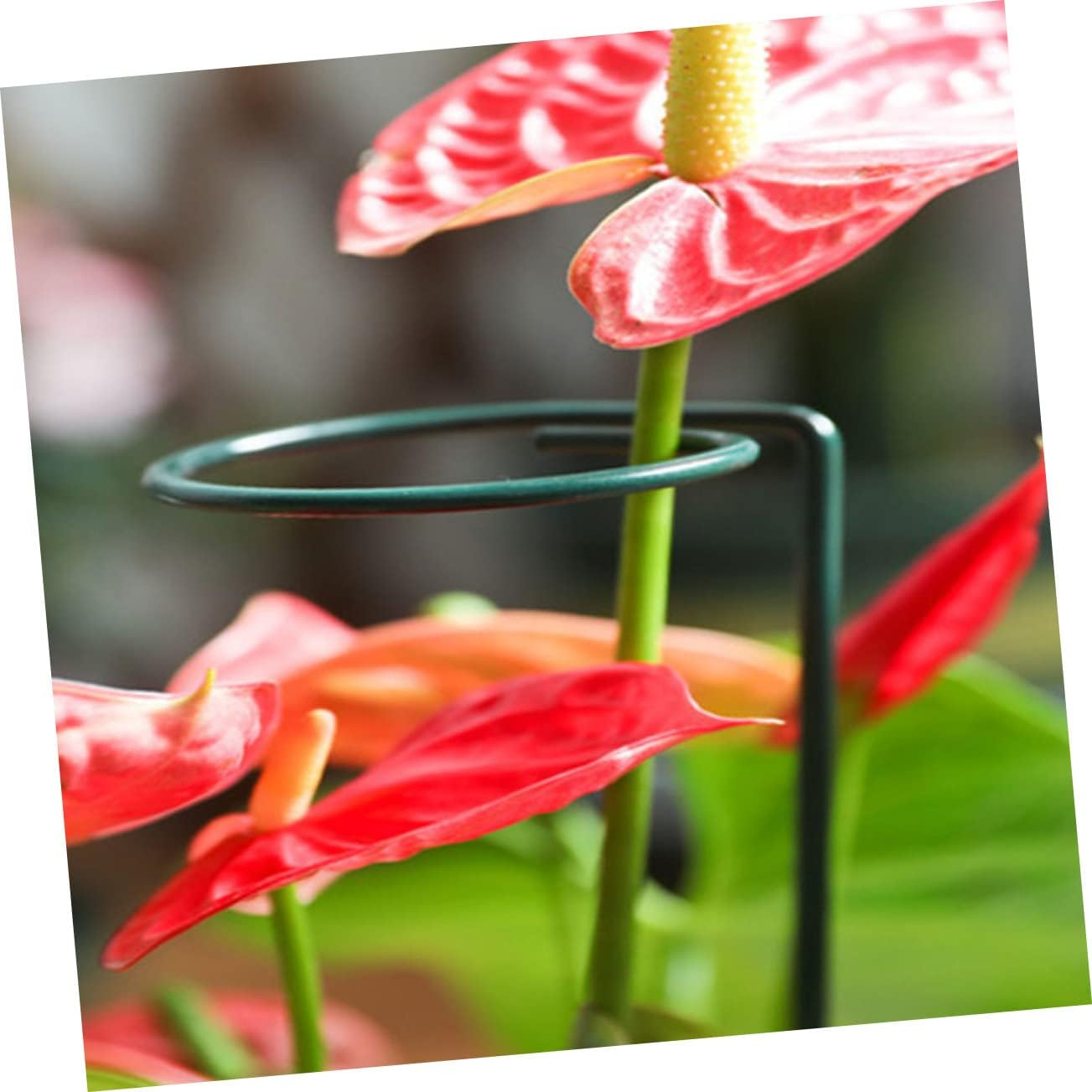 Yardwe Flower Support Stakes Pack Plant Supports for Climbing Stems Gardening Tool image number 2