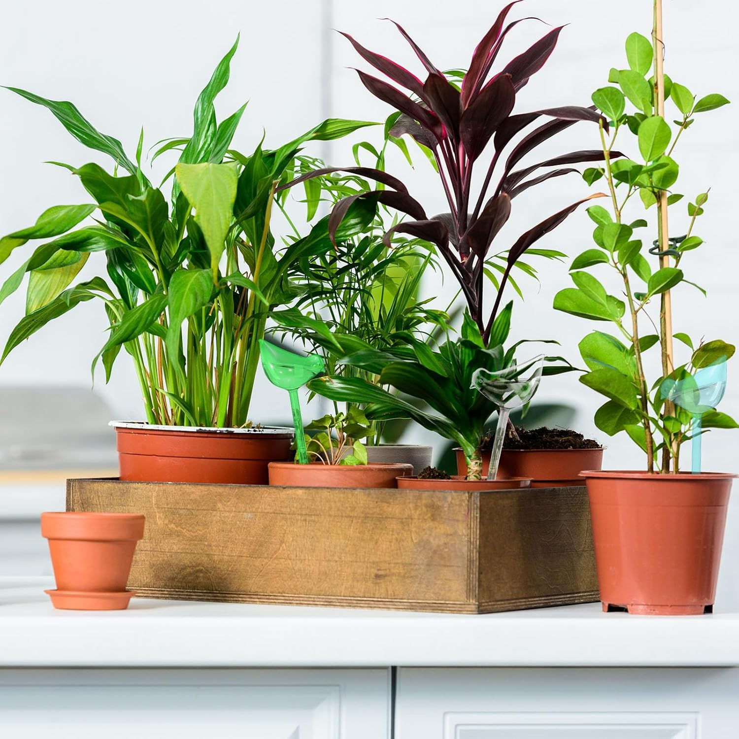 6Pcs Self Watering Globes for Indoor Plants, Self Watering Planter Insert, Self Watering Devices for Plant Lovers (Transparent+Lake Blue+Green) image number 6