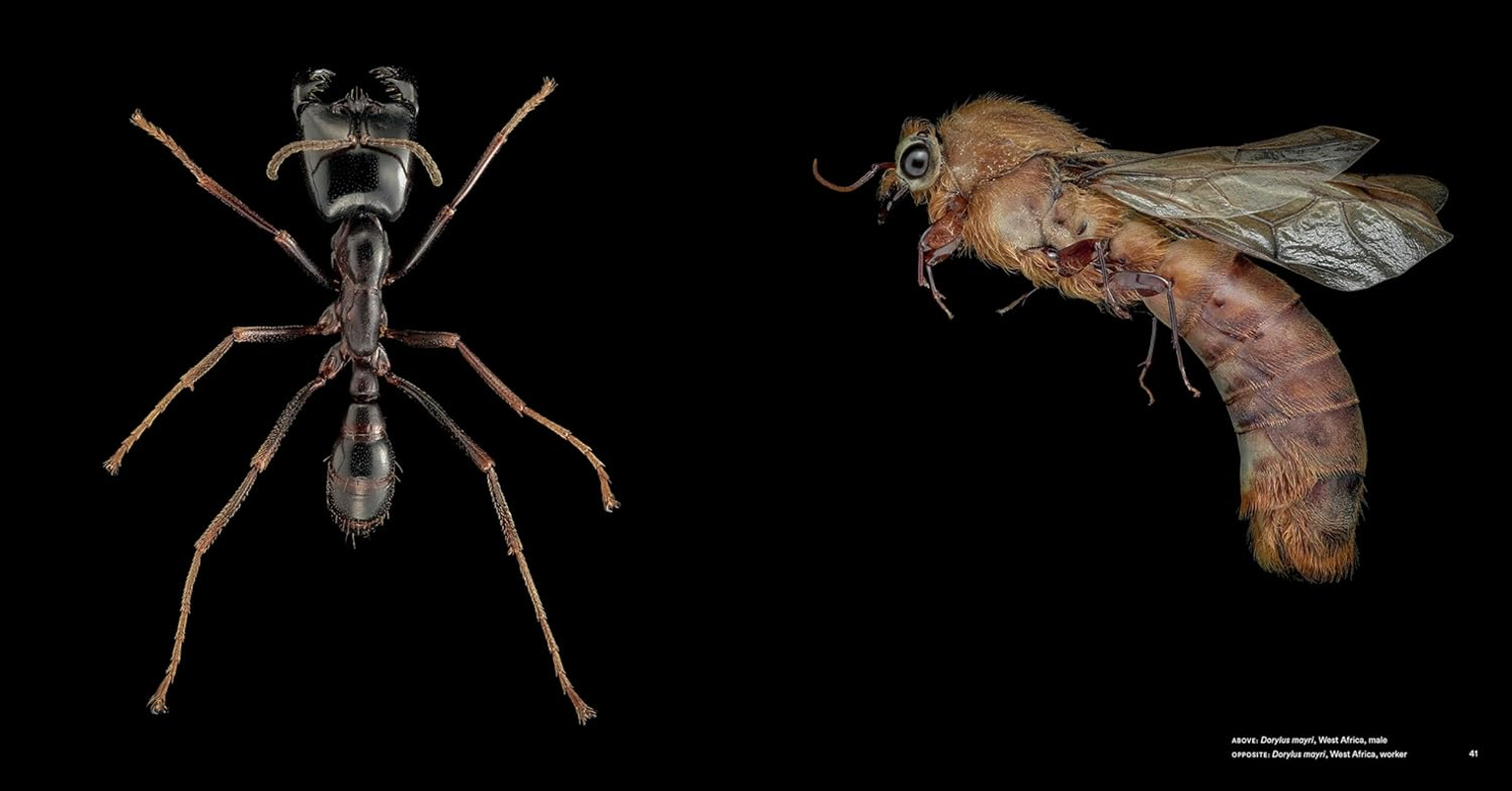 Ants:Workers of the World image number 5