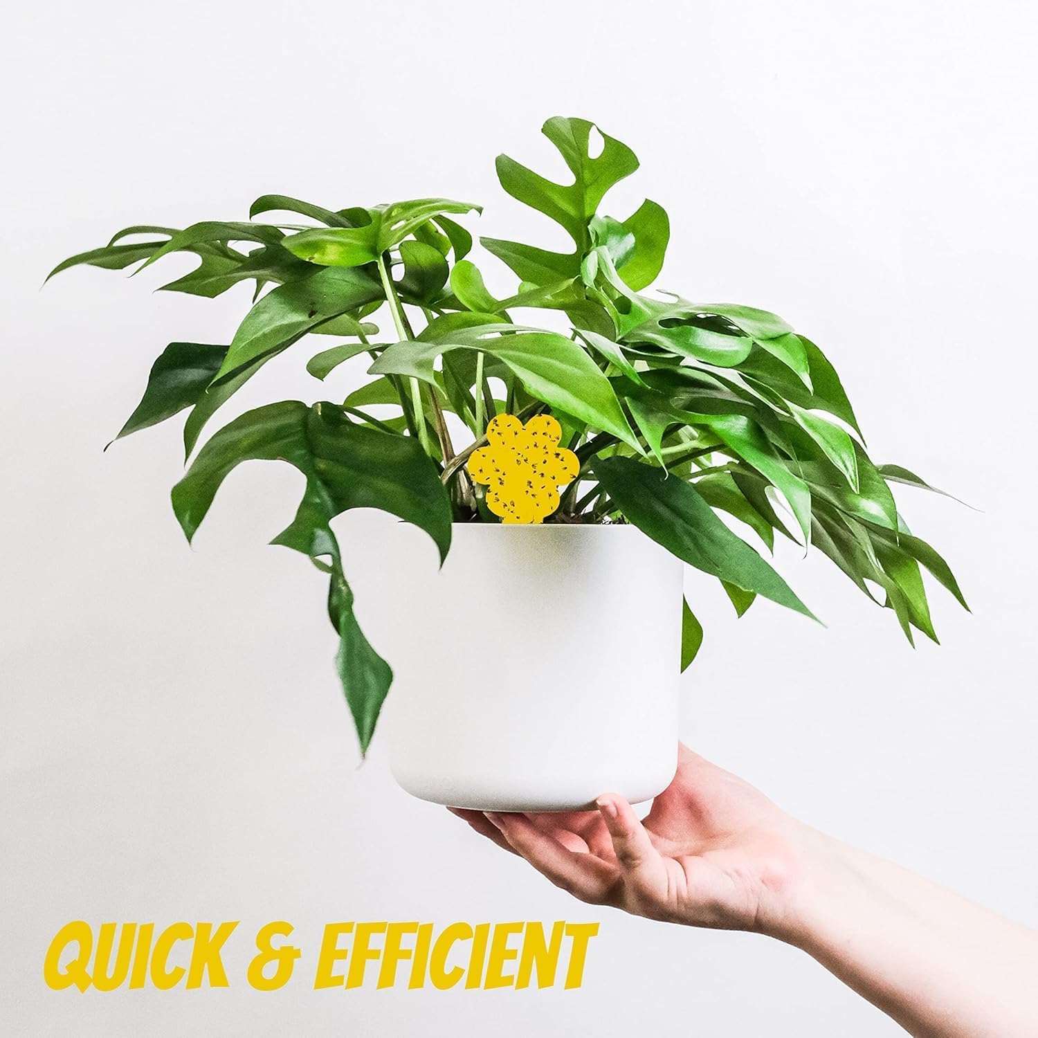 Super Ninja Fungus Gnat Killer - 10 Traps - Highly Effective and Ecological Yellow Sticky Traps for Fungus Gnat and Whitefly - Easy-To-Use - up to 3 Months (10 Traps) image number 3