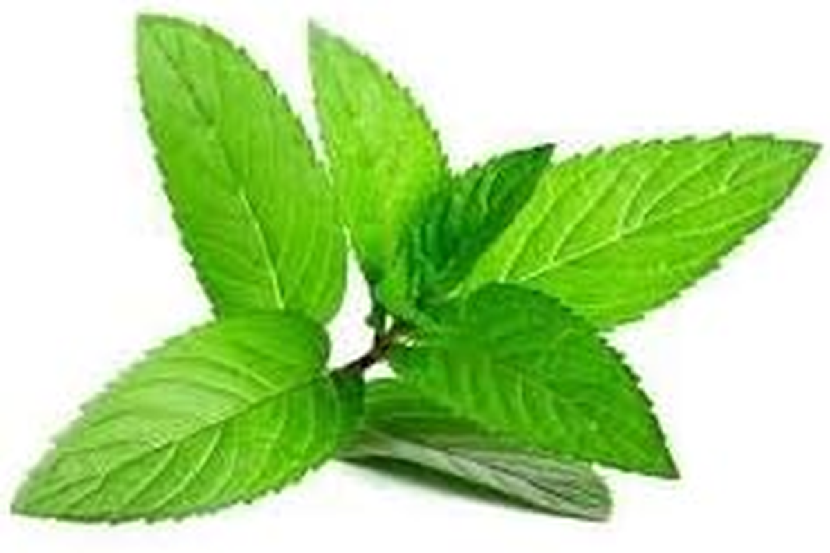 Peppermint Essential Oil