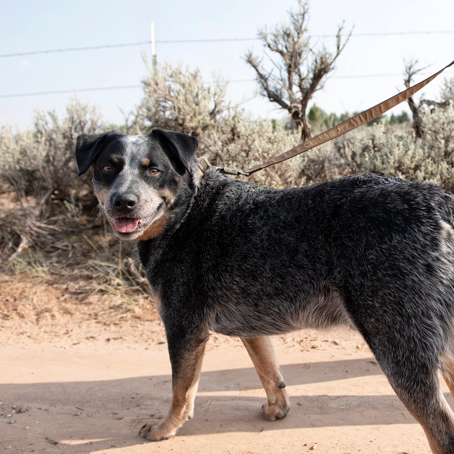 Carhartt Pet Durable Nylon Duck Leashes for Dogs, Reflective Stitching for Visibility, Brite Lime, Large