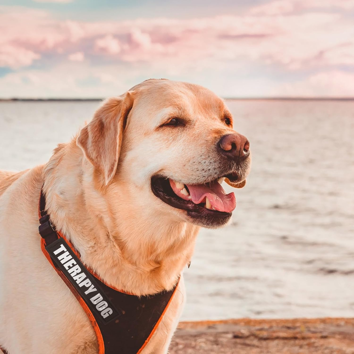 BESPORTBLE 2 Pairs Harness with Pet Clothing Dog Vest Stickers Therapy Dog Patch Dog Vest Labels Reflector Vest Dog Tags for Pets Dog Patches for Pet Dog Harness Patches Hook Pu Black image number 4