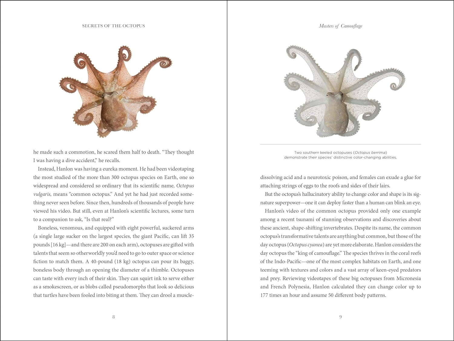 Secrets of the Octopus image number 2