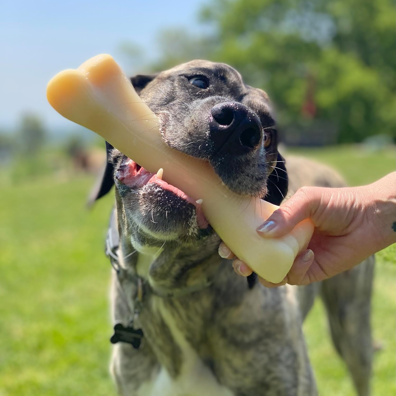 Nylabone Power Chew Extreme Chewing Big Chew Durable Toy Bone for Large Breeds, Monster Bone image number 3