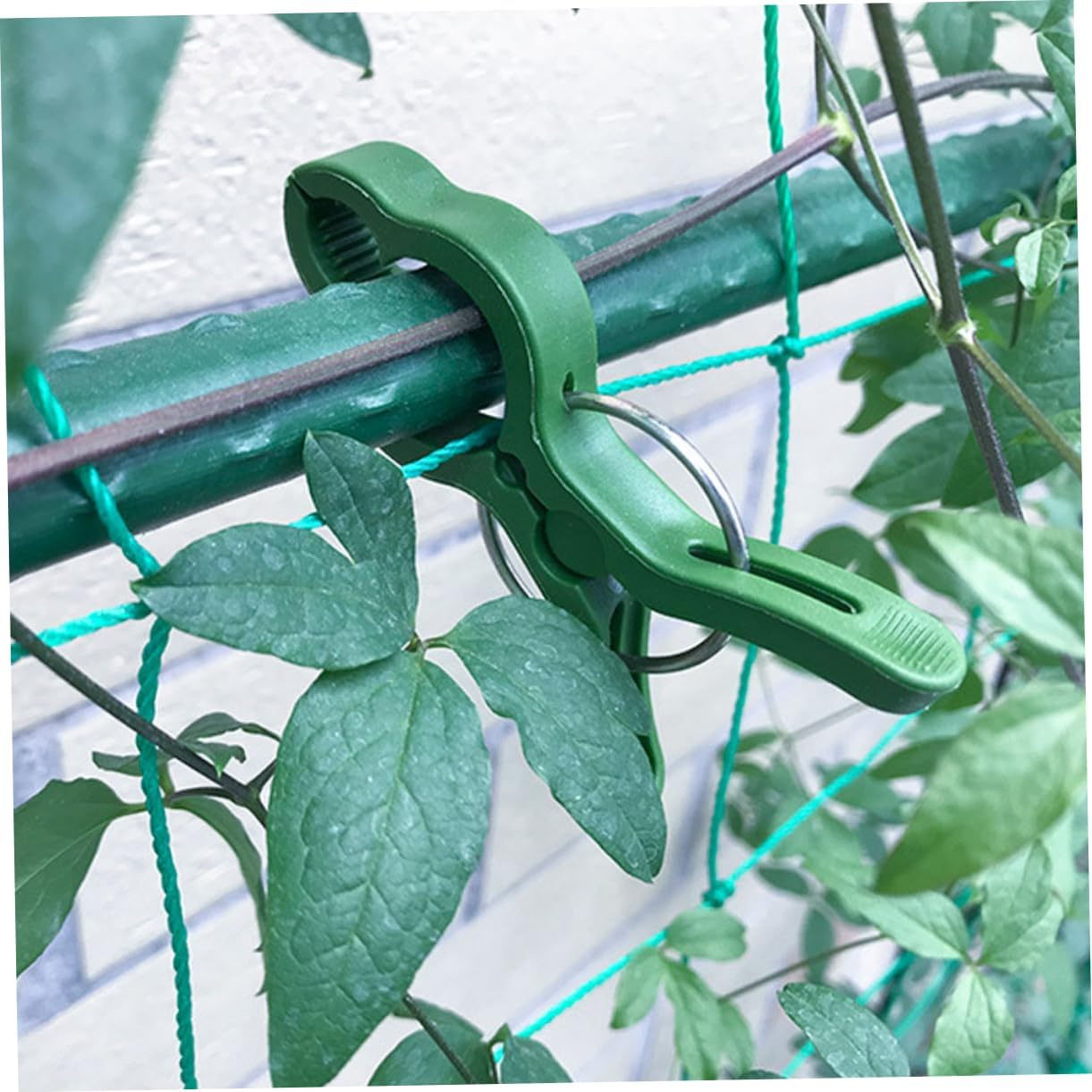BCOATH 60Pcs Garden Plant Clamps and Tomato Support Clips for Climbing Plants Large Green Orchid Vine Clips Set Sturdy Fixing Clamps for Outdoor Gardening and Vegetable Vine Support image number 3