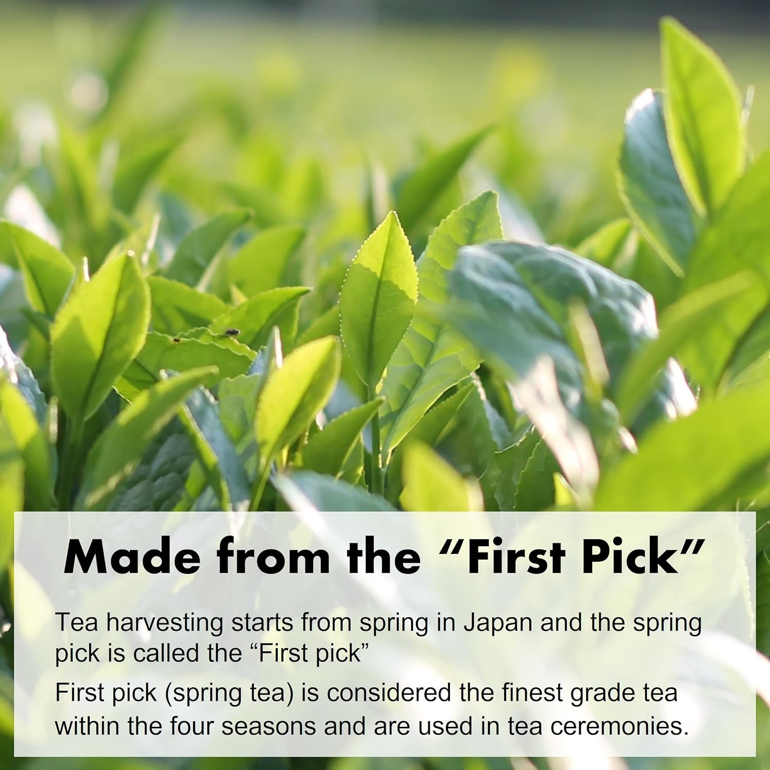 Organic Green Tea Powder - Shizen Tea (Organic Matcha Superior) image number 1