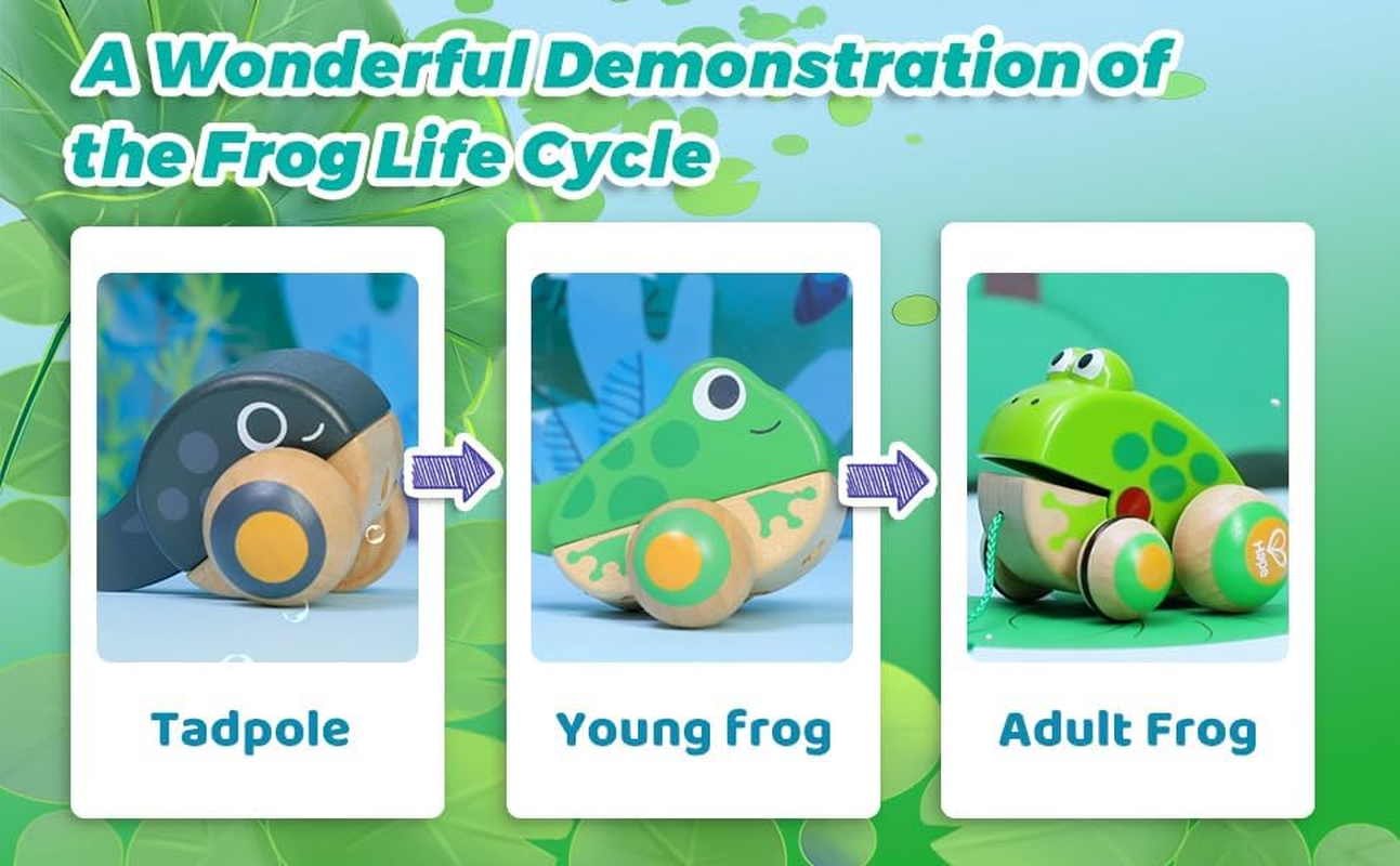 Hape Pull-Along Frog Family Toy &ndash; Wooden Toddler Pull Toy for Kids 12M+ | Fun & Educational Frog Life Cycle Learning | Interactive Walking Action | Safe & Durable Play Toy image number 3