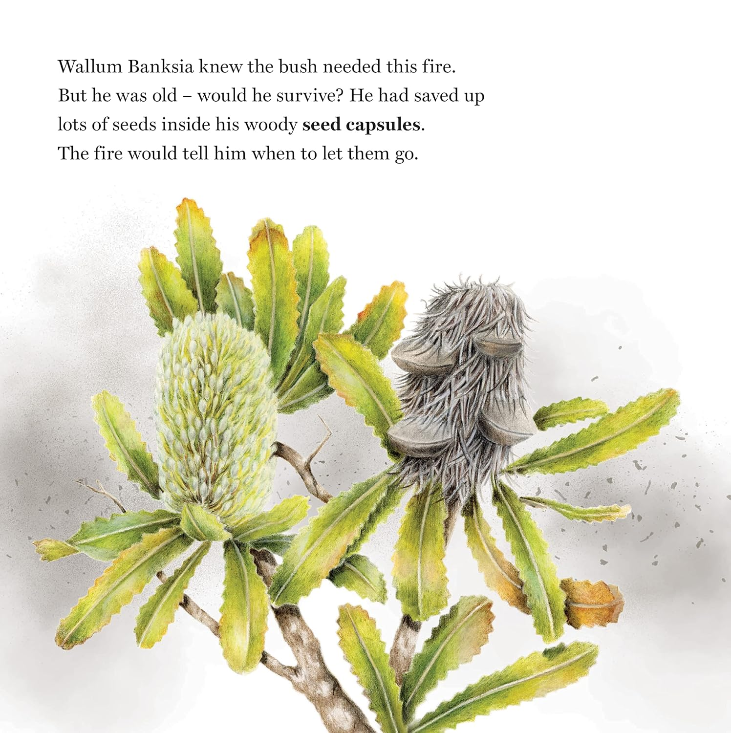 Alight: a Story of Fire and Nature image number 4