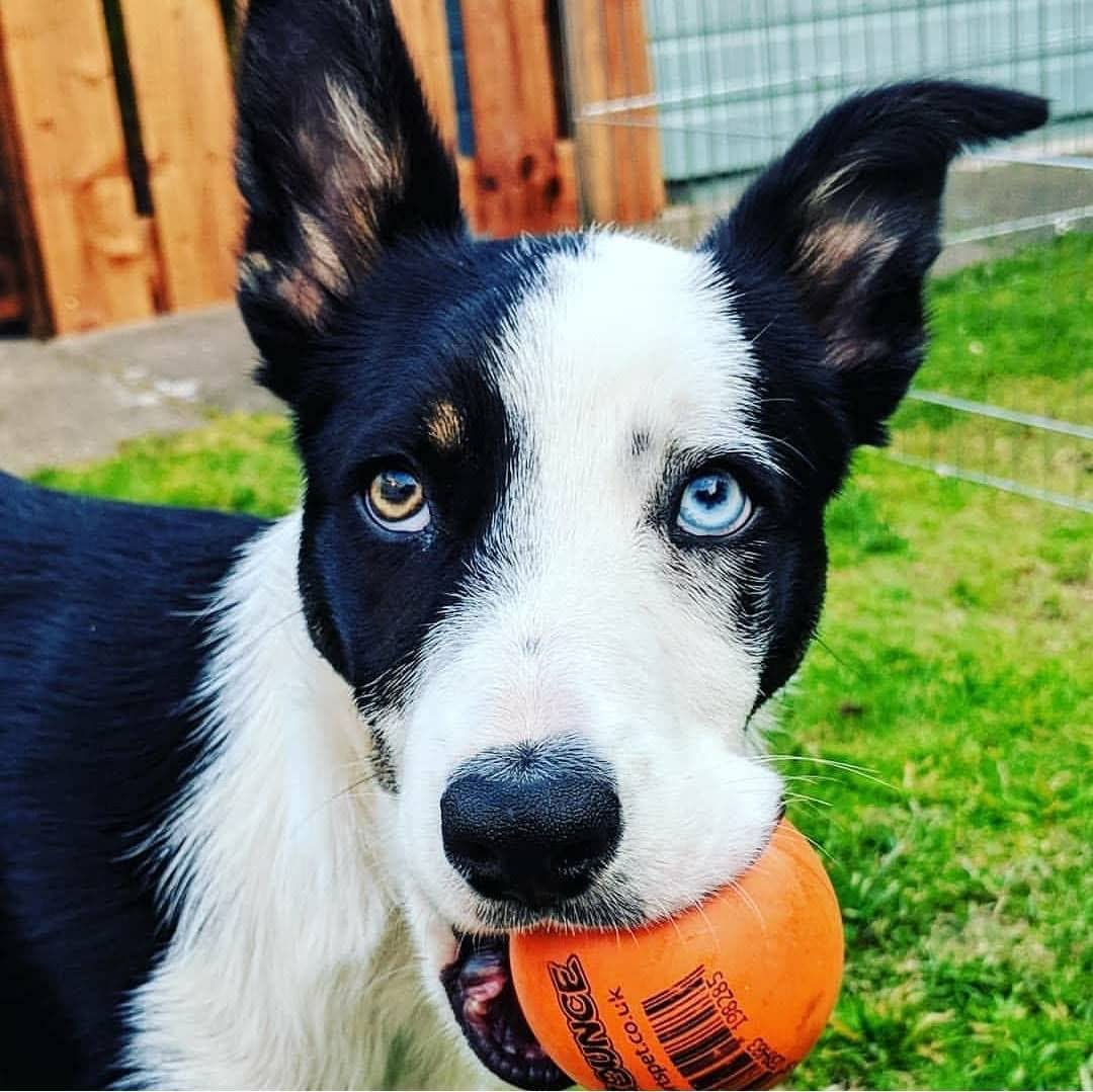 SPORTSPET Tough Bounce Natural Rubber Dog Balls - Highly Durable Tough Bounce Balls (65Mm) image number 1