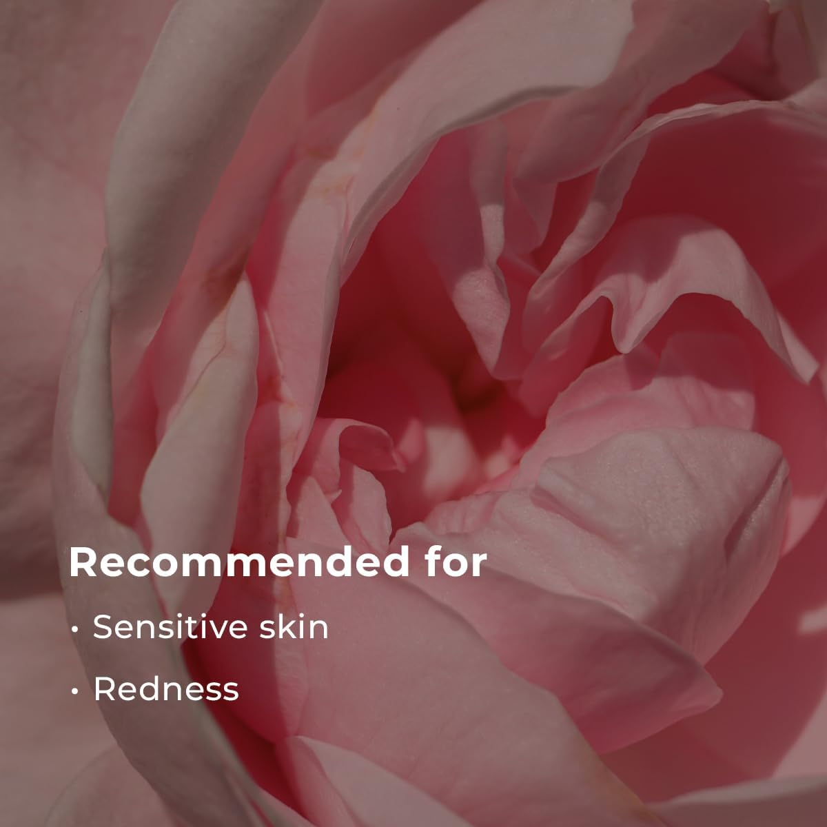 Inna Organic GREEN TEA ROSE SOOTHING HYDROSOL FACE MASK, Smoothing, Luxury Clean Beauty, Home SPA, Maskne Care, Certified Natural (3 Pcs) image number 3