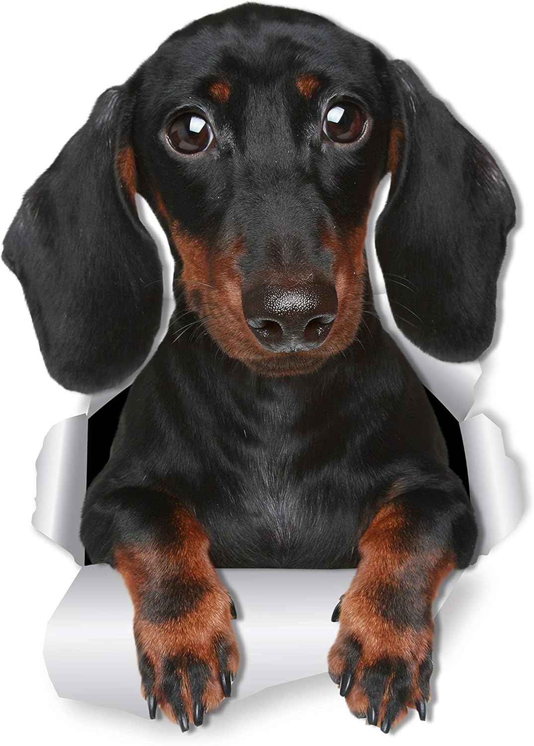 Winston & Bear Dachshund Wall Decals - 2 Pack - Sausage Dog Toilet Sticker - 3D Wiener Dog Car Sticker - Dachshund Lover Gift Pack