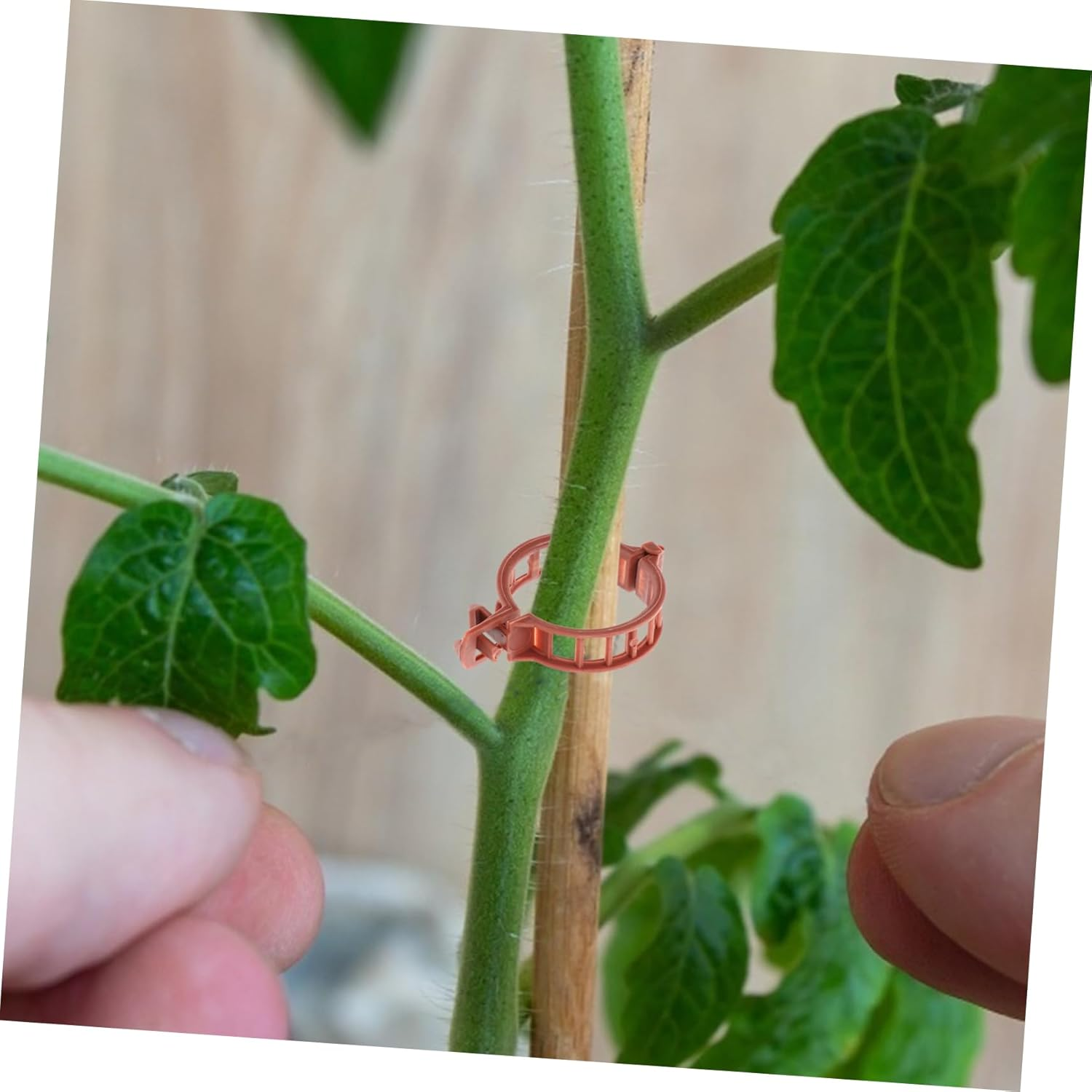 HAKIDZEL 100Pcs Plastic Plant Clip Gardening Clamps Grafting Plant Clip for Garden Supplies Use as Stake for Indoor Outdoor image number 1