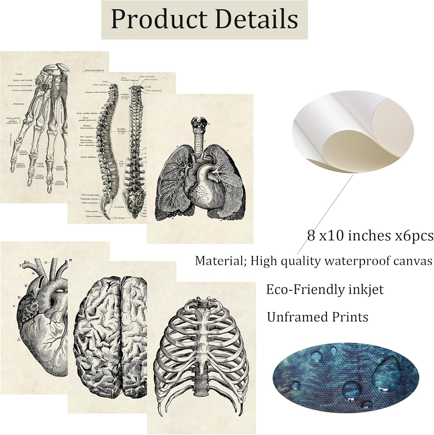 Ohhvvow Human Anatomy Artwork Medical Wall Picture Muscle Skeleton Vintage Poster Nordic Canvas Print Education Painting Modern Decor(Unframed) image number 3