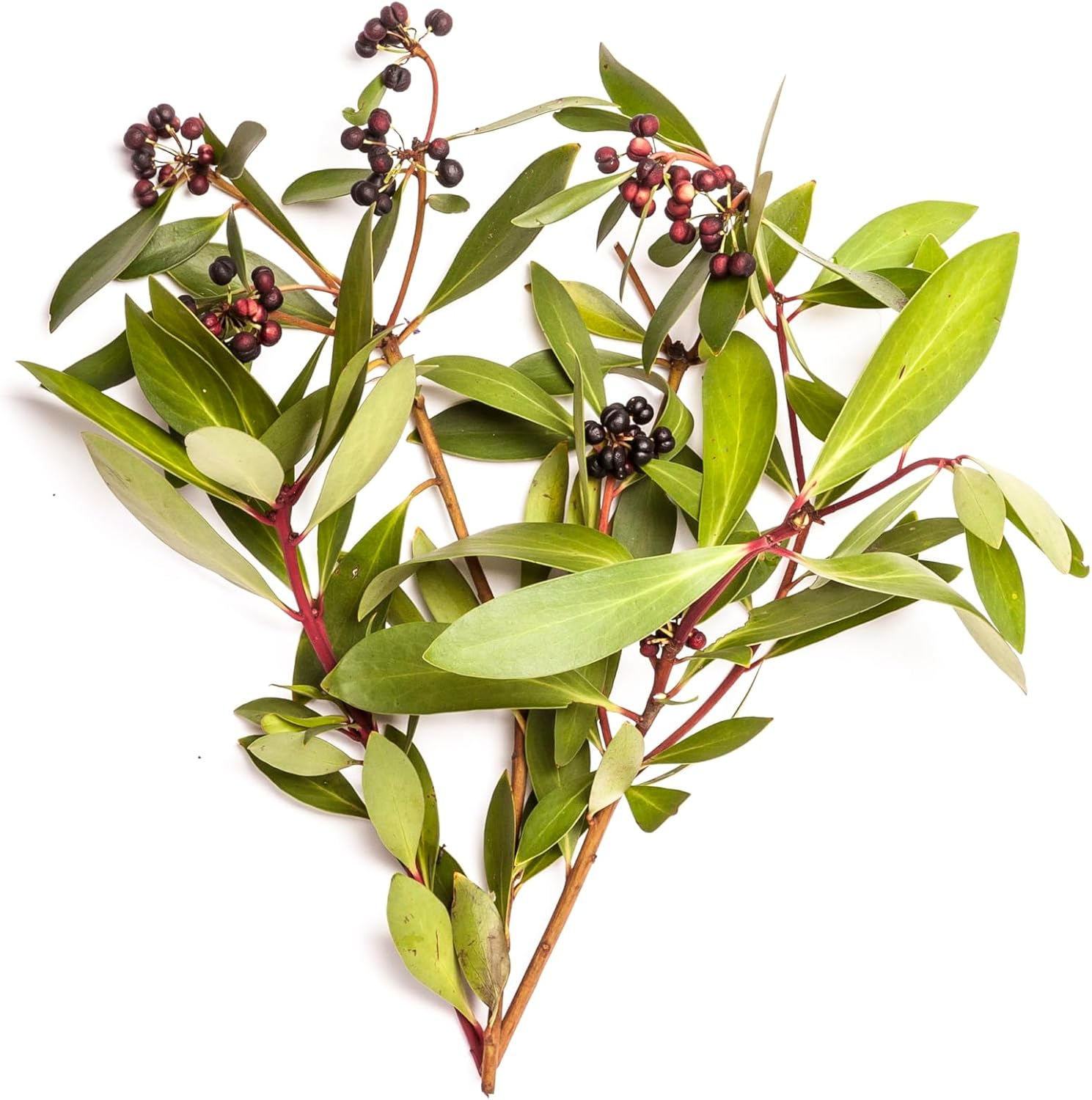 BONDI WASH Hand Lotion Tasmanian Pepper & Lavender 500Ml image number 3