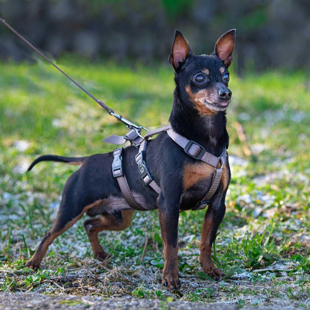 Ferplast Dog Harness Small Dog Brave Small, Escape Proof Dog Harness, Greyhound, Adjustable Harness for Dogs, 6 Closures, Marrone image number 6