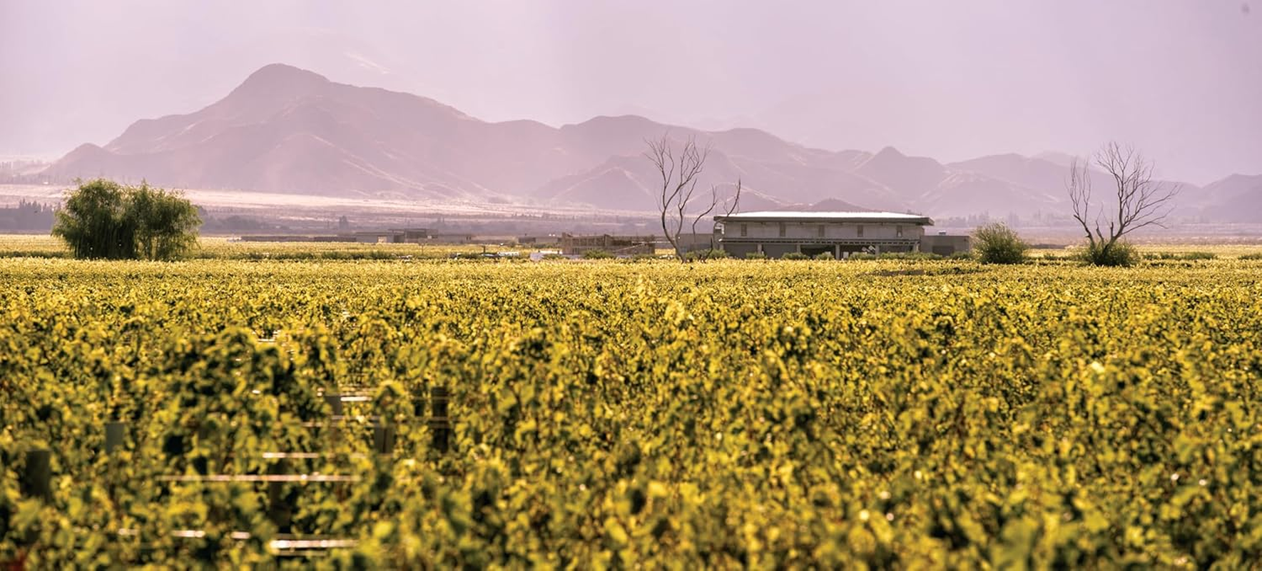 2015 Aluvi&oacute;n Vineyards Malbec Wine "Ignifugo" from the Uco Valley, Mendoza, Argentina