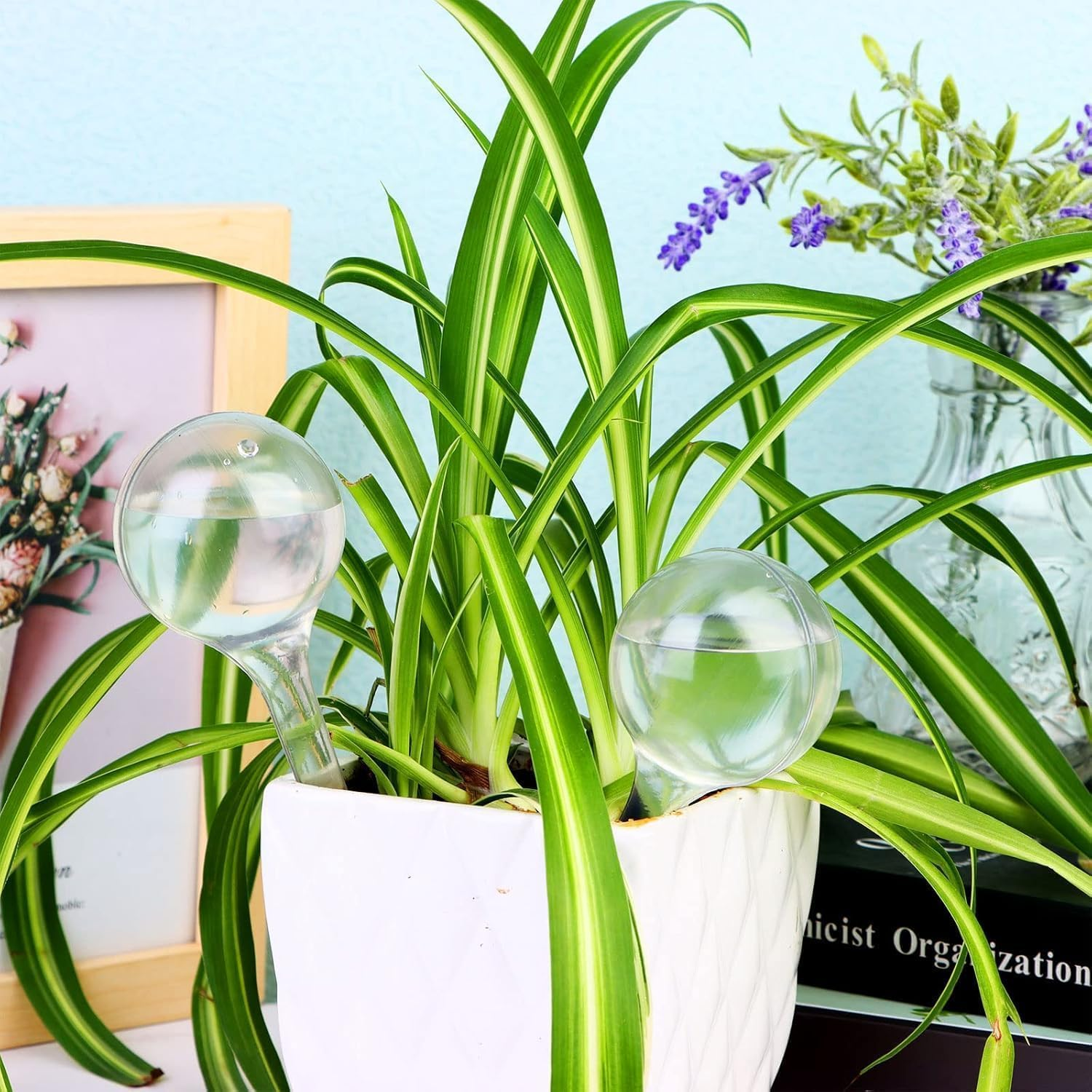 Clear Plastic Self-Watering Globes Plant Watering Bulbs, 10Pcs Plant Watering Bulbs Self-Watering Globes,Garden Water Device Watering Bulbs,Plant Watering Bulbs Automatic Self-Watering Globes image number 6