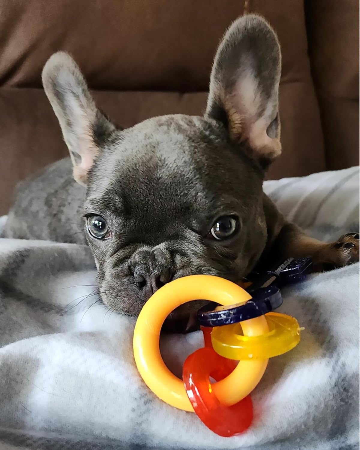 Nylabone N219P Puppy Chew Bacon Alternative Keys Dog Toy, Yellow/Red/Dark Blue, Extra Small image number 5