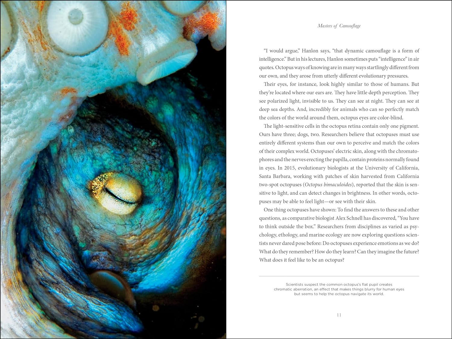 Secrets of the Octopus image number 1