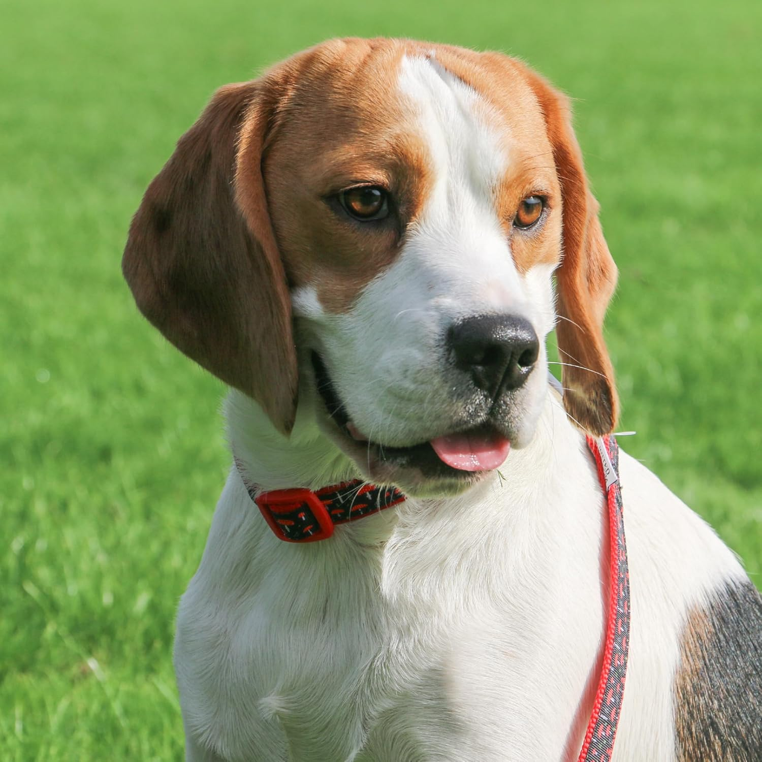 Ancol Mushroom Patterned Srong Hardwearing Nylon Adjustable Dog Collar to Fit Neck 45-70 Cm Size 5-9 image number 1