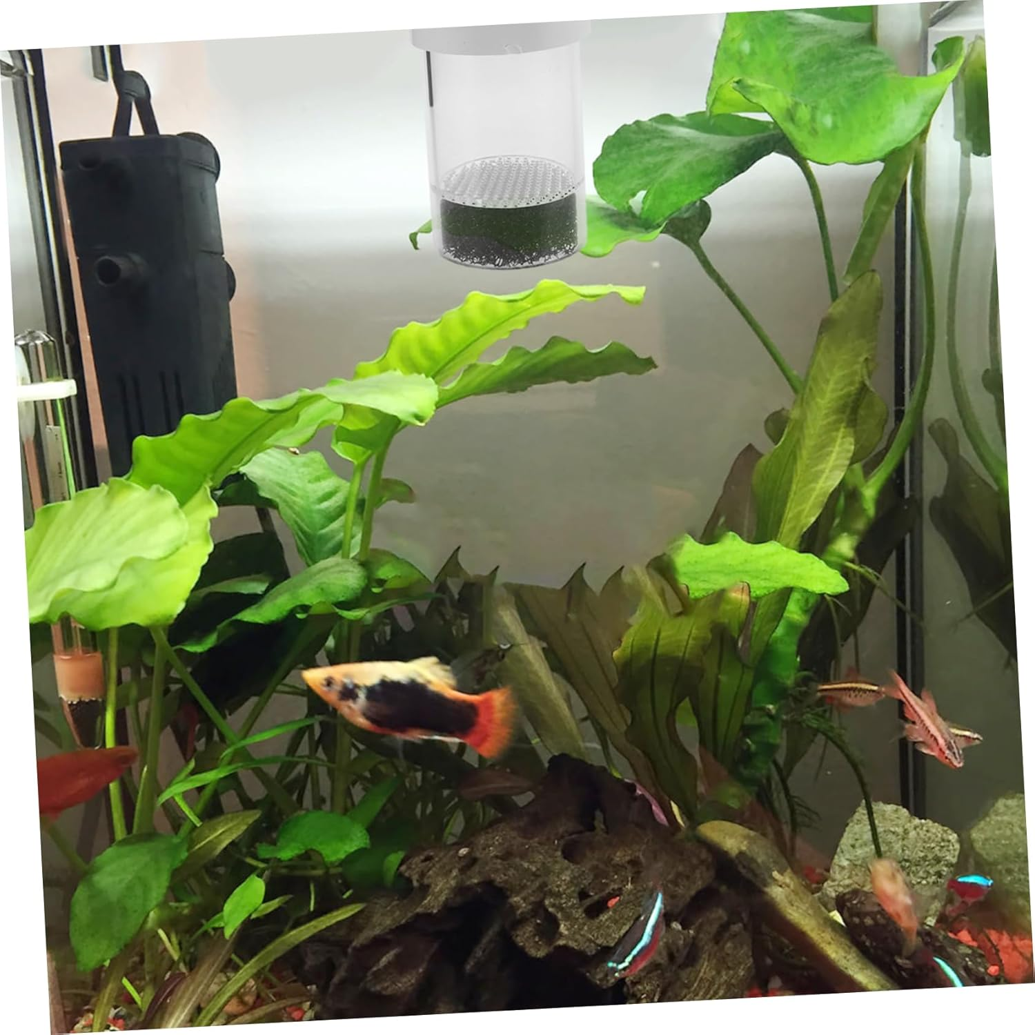 INOOMP Fish Egg Incubator Aquarium Cichlids Breeding Tank Enhances Hatching Success for Aquatic Pets image number 2