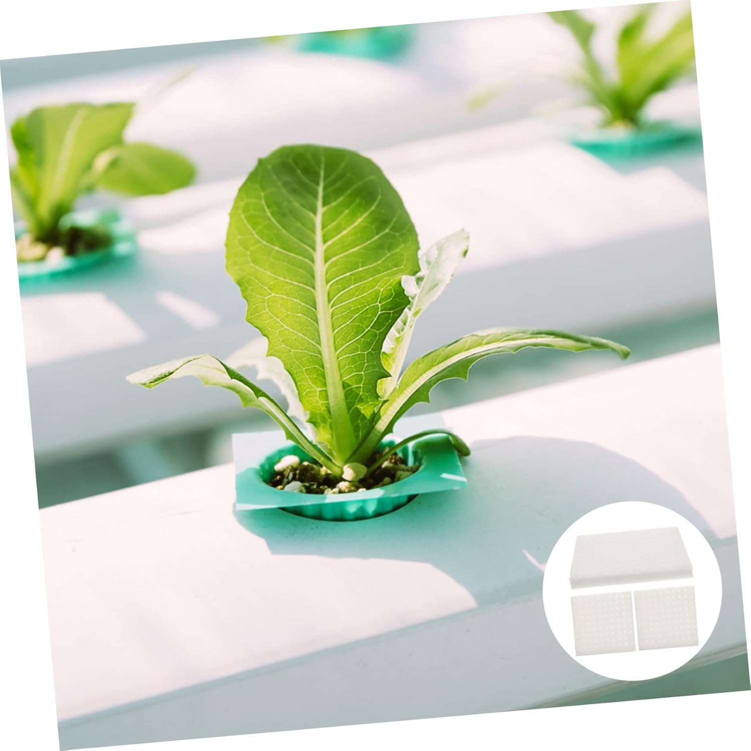 FONDOTIN Hydroponic Sponge Seedling Blocks for Soilless Cultivation, 3 Sheets with 300 White Moisturized Cubes, Vegetable Planting Tray for Balcony and Indoor Gardening image number 4
