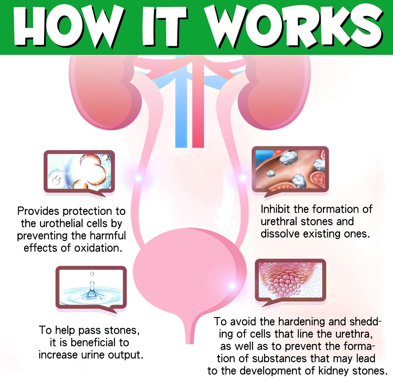 Dog UTI Treatment, Natural Urinary Tract Infection Treatment Drops, Cranberry Supplement, Bladder Health for Dogs All Breeds image number 5