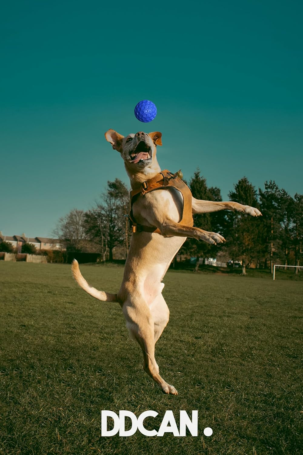 DDCAN Blue Rubber Dog Ball 80Mm Strong and Durable High Rebound with Sound Easy to Clean Indoor Outdoor Use image number 2