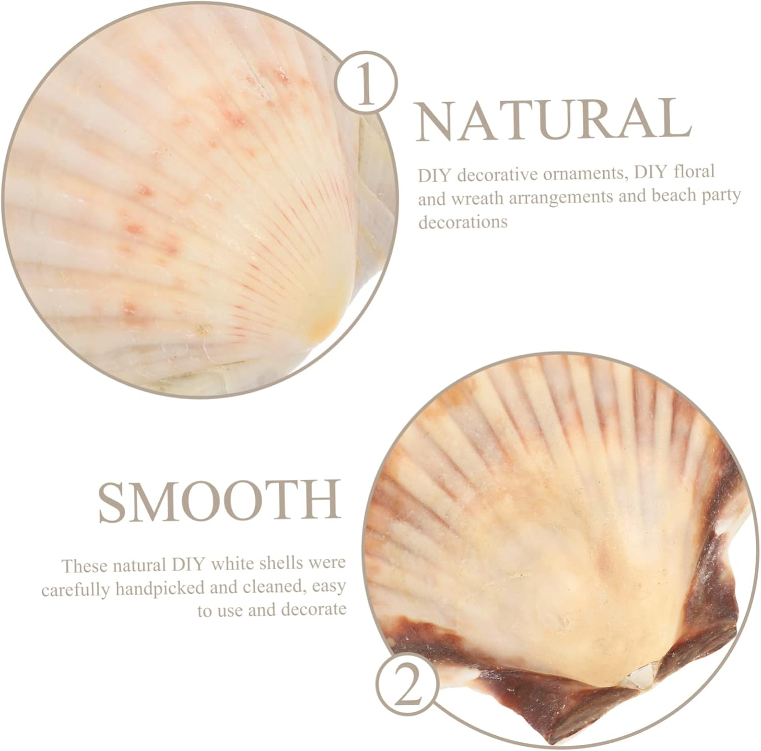 GARIOUANS Natural White Scallop Shells DIY Crafts 10Pcs 9-12Cm Natural Seashells Aquarium Fish Tank Decoration Landscaping Ornament for Aquatic Pets image number 5